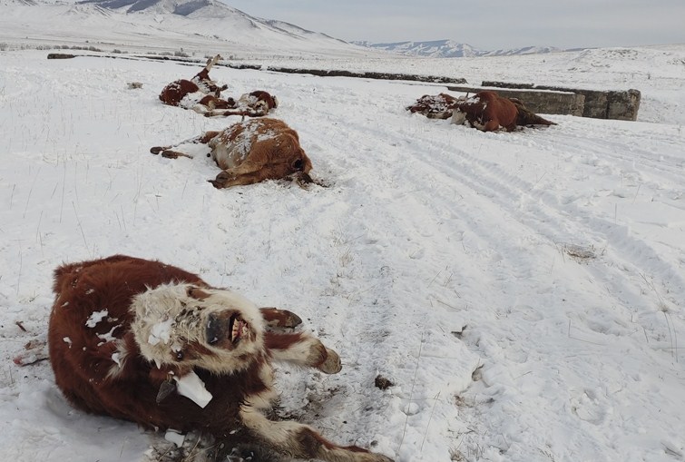 В Бурятии нашли свалки из трупов коров 