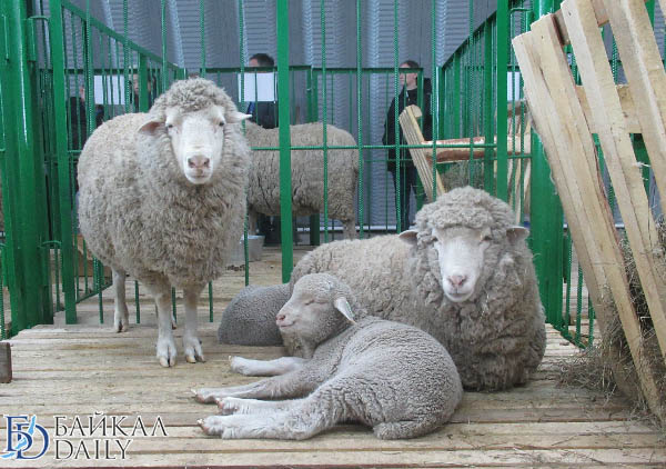 В Агинском округе проведут фестиваль стрижки овец 