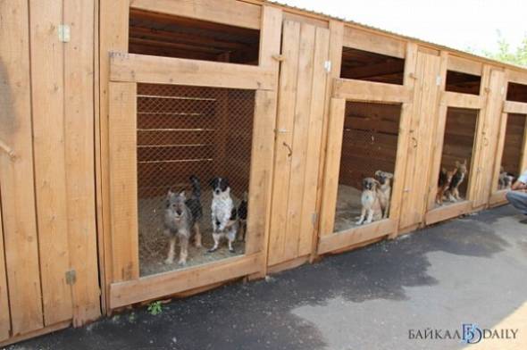 В столице Бурятии опять устроят облаву на бродячих собак