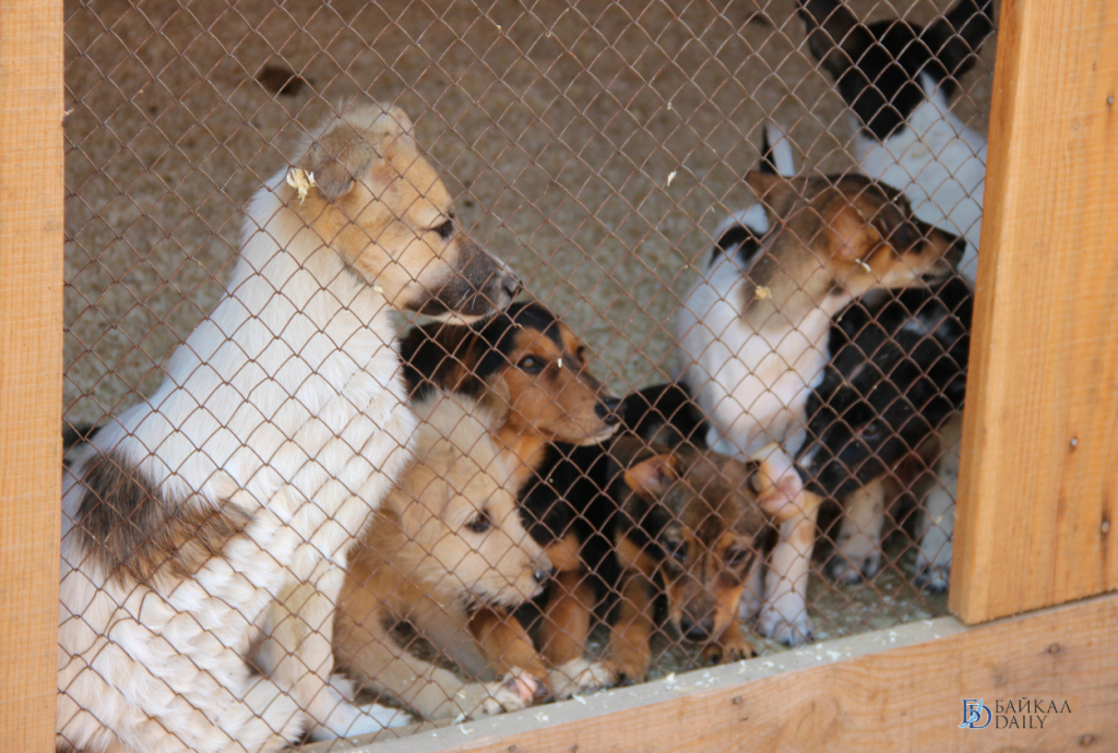 Кот и пес приют