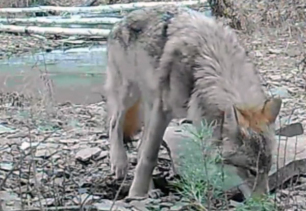 Волк-одиночка из Прибайкальского нацпарка оказался волчицей