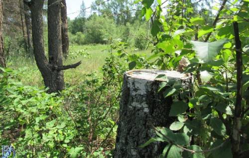 В Бурятии не нашли признаков массовой болезни лесов 