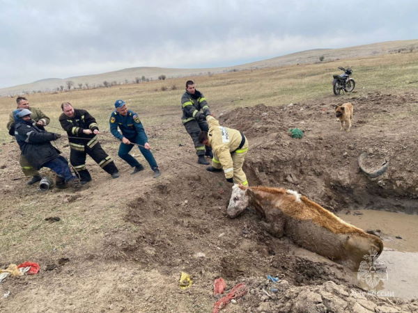 В Забайкалье пожарные вытащили из глубокой лужи корову 