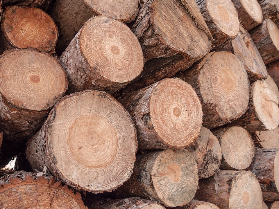 В Бурятии у «чёрного лесоруба» изъяли технику и древесину