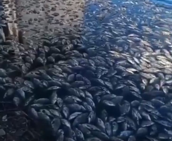В Бурятии произошла массовая гибель рыбы 