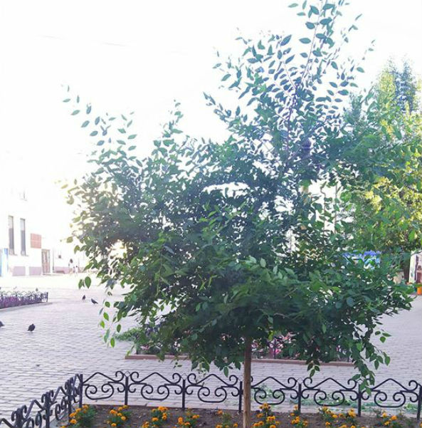 Директор плодово-ягодного питомника на прогулке подрезал ветви в центре Улан-Удэ