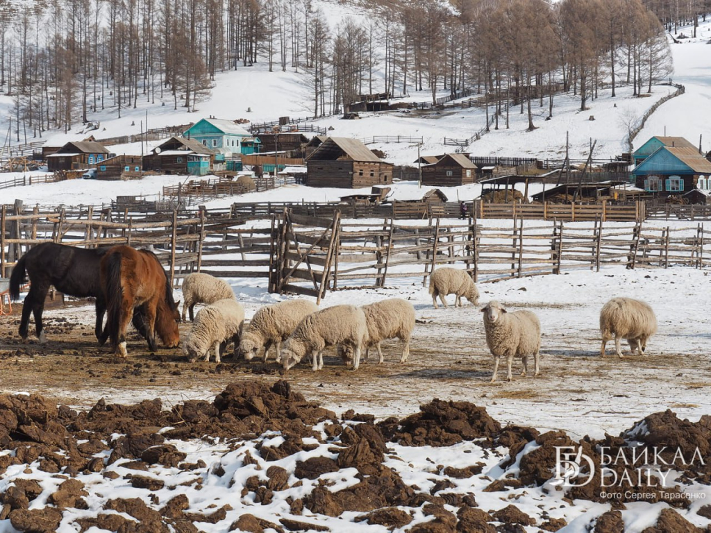 В Бурятии зимовка скота проходит спокойно
