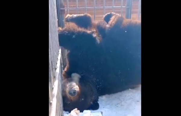В Этнографическом музее в Улан-Удэ медведи вышли из спячки 