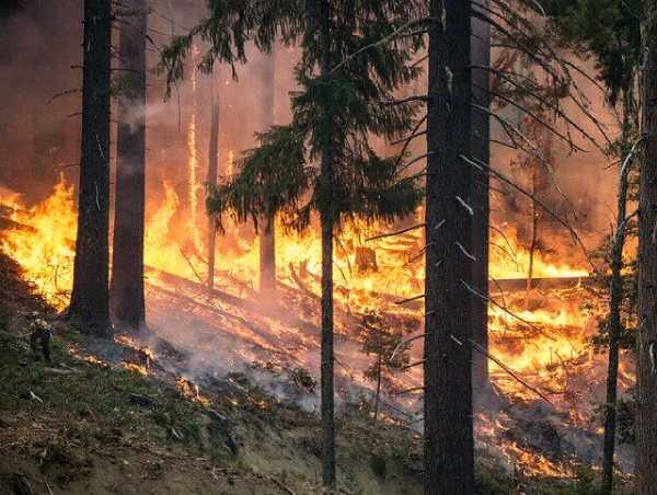 Забайкалец устроил лесной пожар 