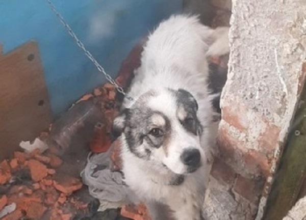 Зоозащитники нажаловались на улан-удэнца из-за «истязания» собак