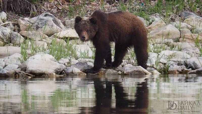 В Иркутской области заметили медведей вблизи кладбищ