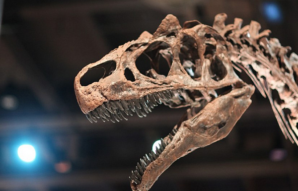 Учёные нашли в Бурятии останки динозавров и древней черепахи 
