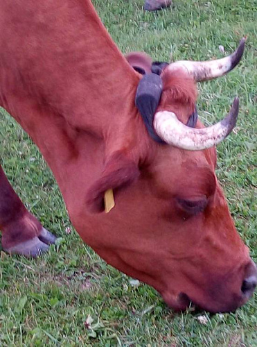 В Иркутской области коровам на рога надевают детские смарт-часы