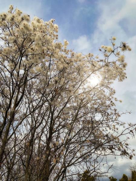 В Бурятии ива «перепутала сезон» и зацвела в ноябре | Байкал Daily ...