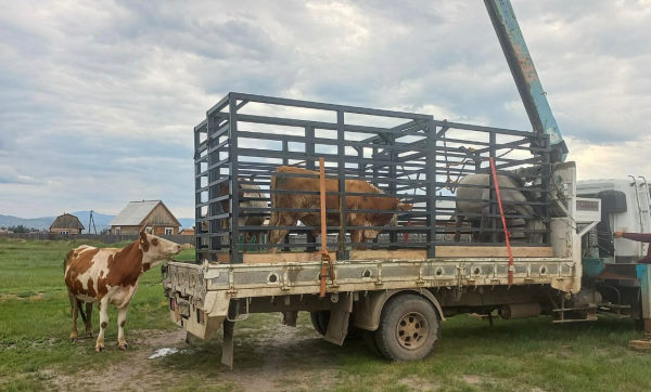 100 000 изображений по запросу Сарай коровы доступны в рамках роялти-фри лицензии