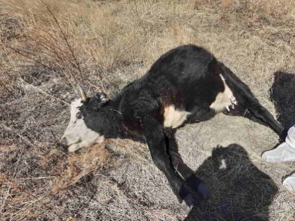 История гибели коров и быка в районе Бурятии становится всё запутаннее
