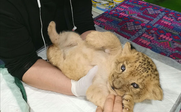 В Иркутской зоогалерее поселился трёхногий львёнок