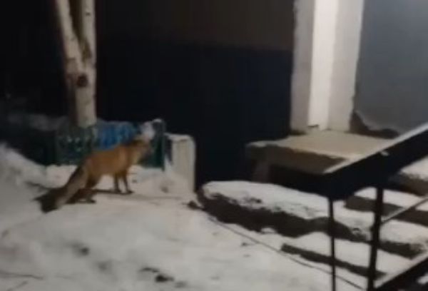 В Бурятии лисицы прогоняют бродячих собак