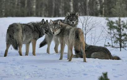 � ������� ������������ ����� �� ������