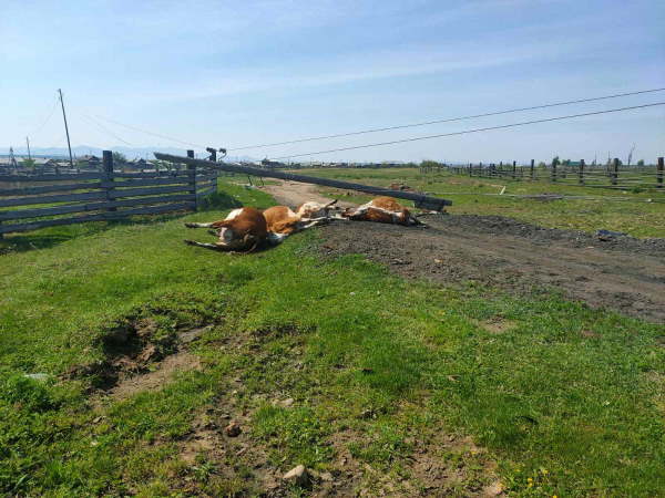 В Бурятии пять коров погибли от удара током    