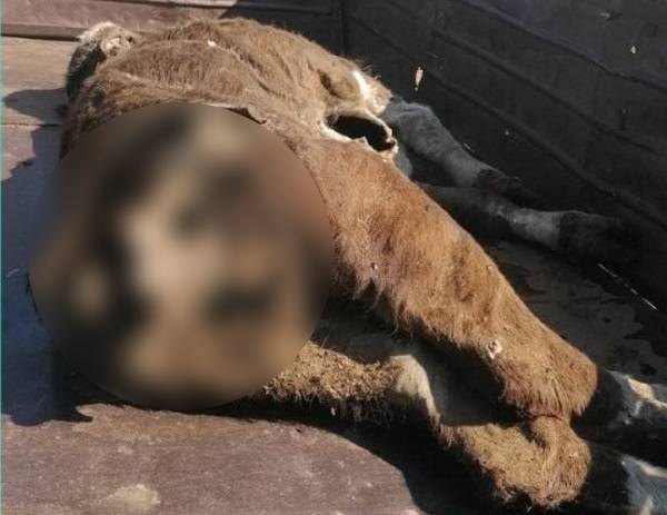 Возле буддийской ступы в Бурятии нашли мёртвого быка с оторванной частью тела 