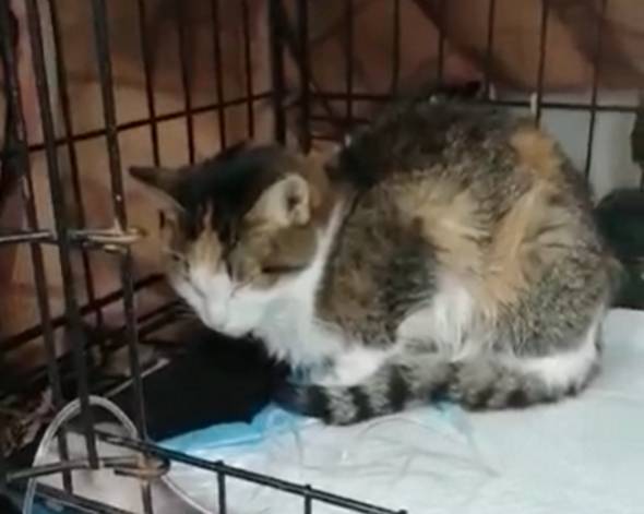 Кошке с неизвестным диагнозом, которую спасают в Бурятии, готовы помочь в Москве