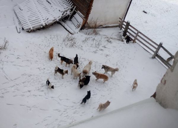 В Бурятии сельчане пожаловались на собак, оккупировавших территорию школы 