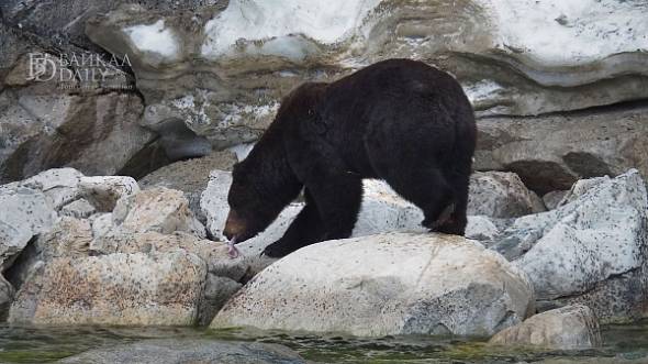 В Кабанском районе Бурятии к людям вновь вышел медведь 