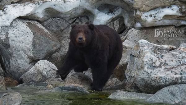 У медведей в Бурятии начался гон