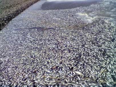 � ������� ��� ���� � ����� ������� ����������� ���� �����