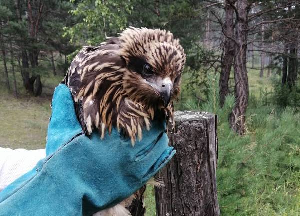 В Бурятии выпустили на волю спасённых коршуна и стрижа 