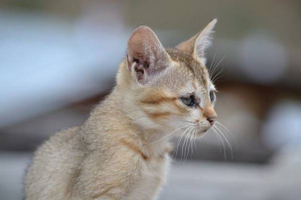 В Бурятии сельчан одолели бродячие кошки