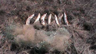 � ������� ���������� ����� ������� ��������� ��������������� �� ���� ������� ���