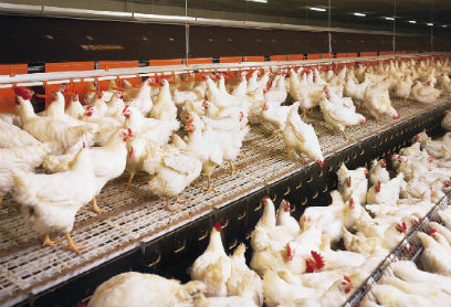 ������ ������� ��������� 4,7-����������� ��������� ������������