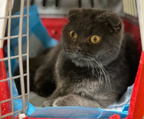 � ����-��� ������� ������ � ������� ������������ ��������