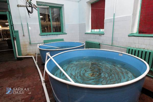 В Бурятии в Селенгу выпустят два миллиона мальков омуля 