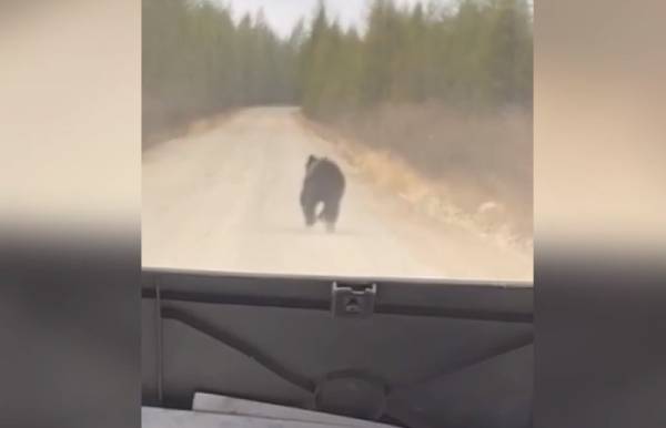 В Бурятии медведь выскочил на дорогу перед автомобилем