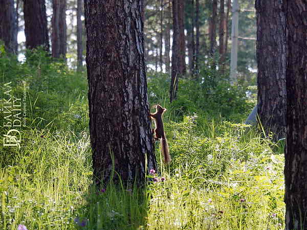 В Бурятии стартует лесной конкурс «Подрост» 