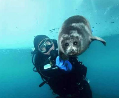 ������������ ���������� ������� ��������� � �������