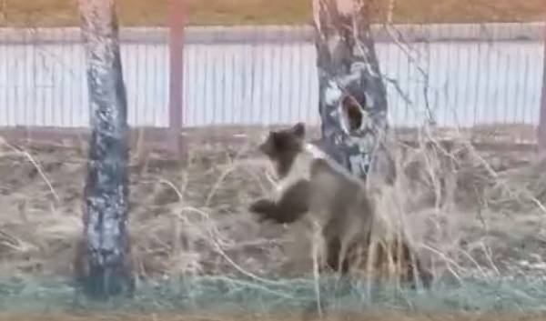 В окрестностях Листвянки бродит молодой медведь