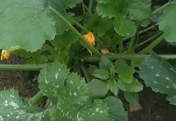 Стала известна судьба кабачков с цветочной клумбы в Улан-Удэ 