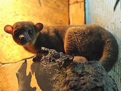 � ���������� �������� �������� ��� ���� �������