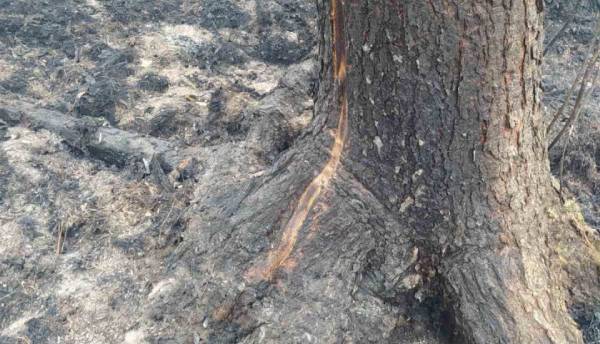 В Бурятии тушат грозовые пожары