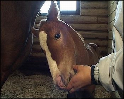 � ��������� ������� ������� ������������ ��������� ������ �����������