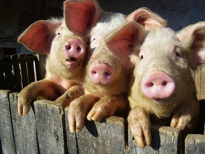 «Сибирская аграрная группа» отложила строительство крупного свинокомплекса в Бурятии