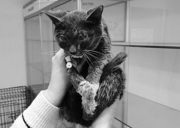 В Улан-Удэ умер котик с разъеденными кислотой глазами