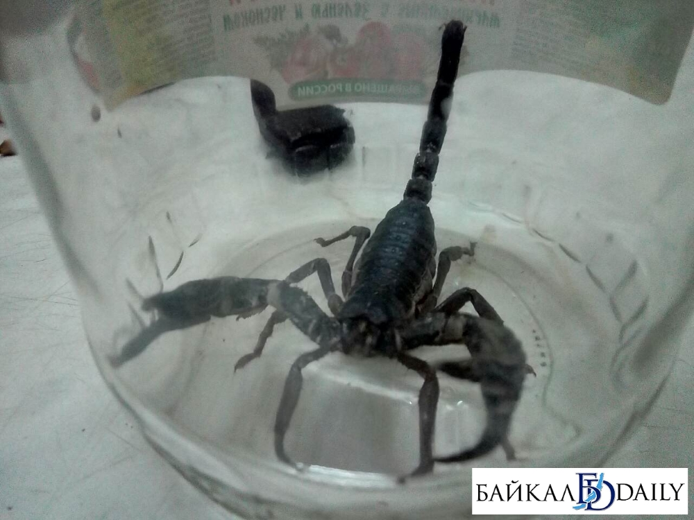 В Улан-Удэ на подземной парковке поймали скорпиона (фото)