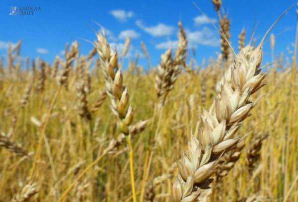 Глава Бурятии пообещал увеличить господдержку производителям зерна 