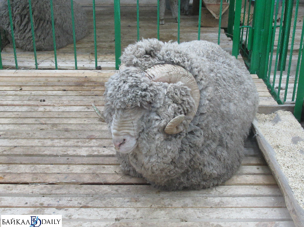 В Бурятии баран сбежал от своего похитителя