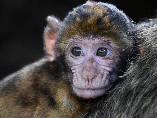 Заслон от оспы обезьян: В Бурятию запретили завозить приматов и грызунов 